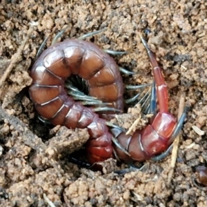 Cormocephalus sp.(genus) at West Goulburn Bushland Reserve - 21 Jun 2024