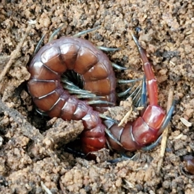 Cormocephalus sp.(genus) (Scolopendrid Centipede) at West Goulburn Bushland Reserve - 21 Jun 2024 by trevorpreston