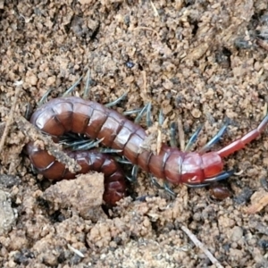 Cormocephalus sp.(genus) at West Goulburn Bushland Reserve - 21 Jun 2024