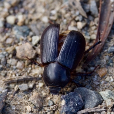 Dynastinae (subfamily) (Unidentified rhinoceros or elephant beetle) at Woodstock Nature Reserve - 7 Feb 2024 by KorinneM