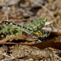 Austrogomphus cornutus (Unicorn Hunter) at Strathnairn, ACT - 7 Feb 2024 by KorinneM