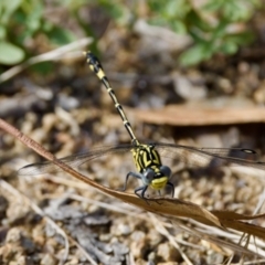 Austrogomphus cornutus at Woodstock Nature Reserve - 7 Feb 2024