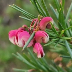 Grevillea rosmarinifolia subsp. rosmarinifolia (Rosemary Grevillea) at West Goulburn Bushland Reserve - 21 Jun 2024 by trevorpreston