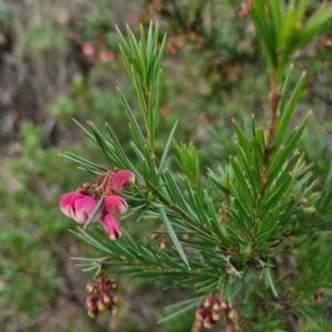 Grevillea rosmarinifolia subsp. rosmarinifolia at West Goulburn Bushland Reserve - 21 Jun 2024 04:27 PM