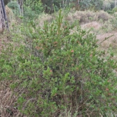 Grevillea rosmarinifolia subsp. rosmarinifolia at West Goulburn Bushland Reserve - 21 Jun 2024 04:27 PM