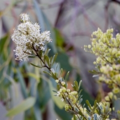 Bursaria spinosa (Native Blackthorn, Sweet Bursaria) at Strathnairn, ACT - 7 Feb 2024 by KorinneM