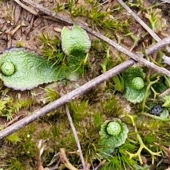 Asterella drummondii (A thallose liverwort) at West Goulburn Bushland Reserve - 21 Jun 2024 by trevorpreston