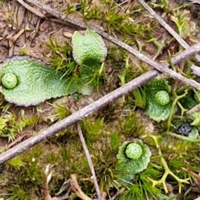 Asterella drummondii (A thallose liverwort) at West Goulburn Bushland Reserve - 21 Jun 2024 by trevorpreston