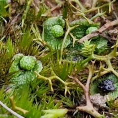 Asterella drummondii at West Goulburn Bushland Reserve - 21 Jun 2024