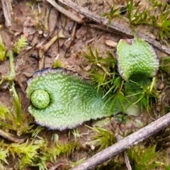 Asterella drummondii at West Goulburn Bushland Reserve - 21 Jun 2024