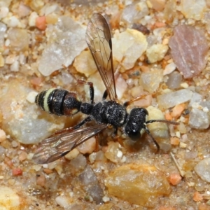 Cerceris sp. (genus) at Mulligans Flat - 18 Jun 2024