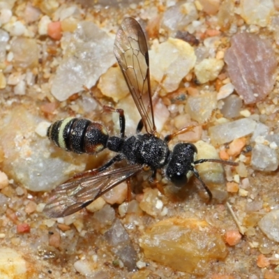 Cerceris sp. (genus) (Unidentified Cerceris wasp) at Mulligans Flat - 18 Jun 2024 by TimL