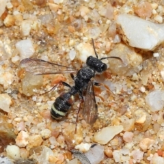 Cerceris sp. (genus) at Mulligans Flat - 18 Jun 2024