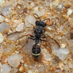 Cerceris sp. (genus) at Mulligans Flat - 18 Jun 2024