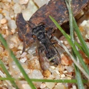 Cerceris sp. (genus) at Mulligans Flat - 18 Jun 2024