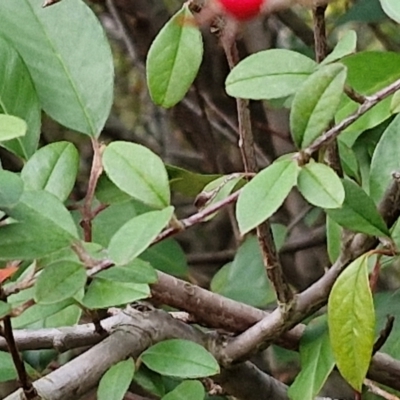 Cotoneaster pannosus (Cotoneaster) at Goulburn, NSW - 21 Jun 2024 by trevorpreston