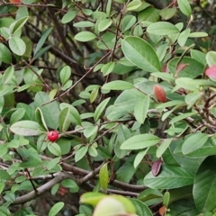 Cotoneaster pannosus at West Goulburn Bushland Reserve - 21 Jun 2024 04:23 PM