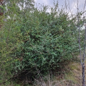 Cotoneaster pannosus at West Goulburn Bushland Reserve - 21 Jun 2024 04:23 PM