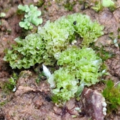 Fossombronia sp. (genus) (A leafy liverwort) at West Goulburn Bushland Reserve - 21 Jun 2024 by trevorpreston