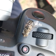 Dasybasis acutipalpis (A march fly) at Woodstock Nature Reserve - 7 Feb 2024 by KorinneM