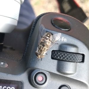 Dasybasis acutipalpis at Woodstock Nature Reserve - 7 Feb 2024