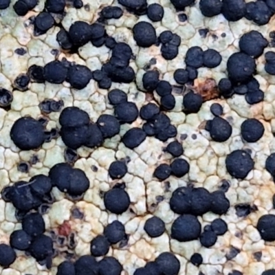 Lichen - crustose at West Goulburn Bushland Reserve - 21 Jun 2024 by trevorpreston