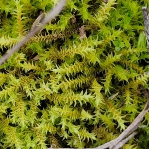 Triquetrella at West Goulburn Bushland Reserve - 21 Jun 2024