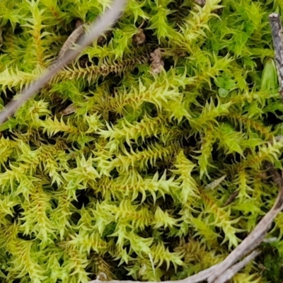 Triquetrella (A trailing moss) at West Goulburn Bushland Reserve - 21 Jun 2024 by trevorpreston