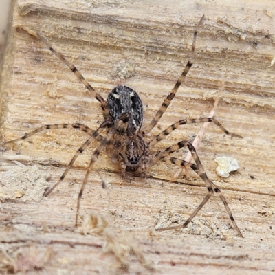 Stiphidion facetum (Hammock-web Spider) at QPRC LGA - 21 Jun 2024 by MatthewFrawley