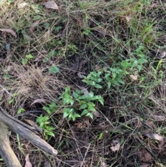 Asparagus asparagoides (Bridal Creeper, Florist's Smilax) at Watson, ACT - 21 Jun 2024 by waltraud