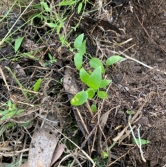 Asparagus asparagoides at Mount Majura - 21 Jun 2024 03:44 PM