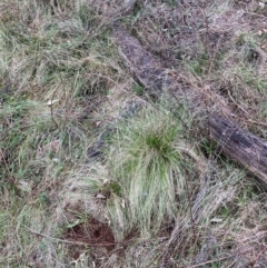 Nassella trichotoma (Serrated Tussock) at Watson, ACT - 21 Jun 2024 by waltraud