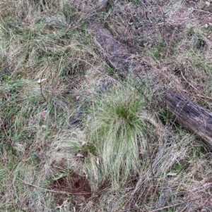 Nassella trichotoma at Mount Majura - 21 Jun 2024