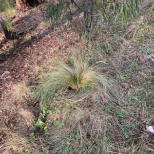 Nassella trichotoma at Mount Majura - 21 Jun 2024