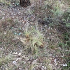 Nassella trichotoma (Serrated Tussock) at Mount Majura - 21 Jun 2024 by waltraud