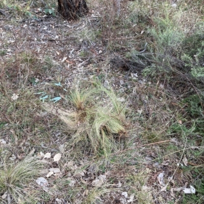 Nassella trichotoma (Serrated Tussock) at Watson, ACT - 21 Jun 2024 by waltraud