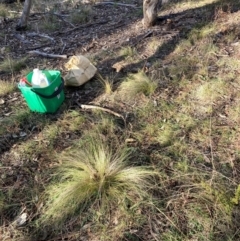 Nassella trichotoma (Serrated Tussock) at Mount Majura - 21 Jun 2024 by waltraud