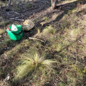 Nassella trichotoma at Mount Majura - 21 Jun 2024