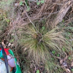 Nassella trichotoma (Serrated Tussock) at Watson, ACT - 21 Jun 2024 by waltraud