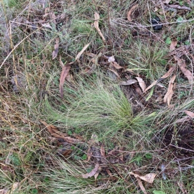 Nassella trichotoma (Serrated Tussock) at Watson, ACT - 21 Jun 2024 by waltraud