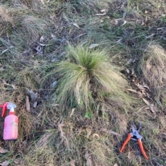 Nassella trichotoma (Serrated Tussock) at Mount Majura - 21 Jun 2024 by waltraud