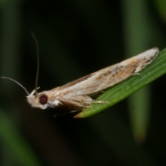 Eutorna tricasis (A Depressariid moth) at WendyM's farm at Freshwater Ck. - 3 Dec 2022 by WendyEM