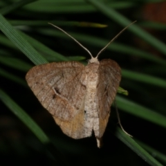 Parosteodes fictiliaria (Dodonaea Moth) at Freshwater Creek, VIC - 3 Dec 2022 by WendyEM