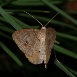 Parosteodes fictiliaria at WendyM's farm at Freshwater Ck. - 3 Dec 2022 09:21 PM