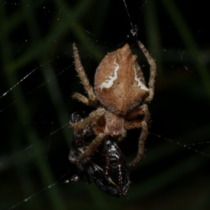 Socca pustulosa at WendyM's farm at Freshwater Ck. - 3 Dec 2022 09:24 PM