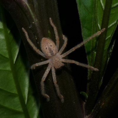 Neosparassus diana at Freshwater Creek, VIC - 3 Dec 2022 by WendyEM