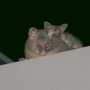 Trichosurus vulpecula at WendyM's farm at Freshwater Ck. - 3 Dec 2022 09:19 PM