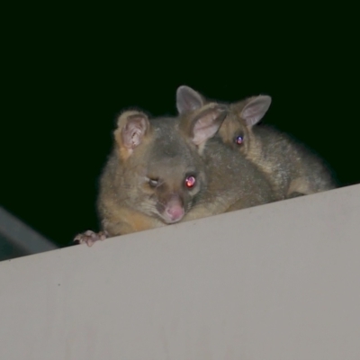 Trichosurus vulpecula (Common Brushtail Possum) at WendyM's farm at Freshwater Ck. - 3 Dec 2022 by WendyEM