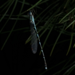 Austrolestes leda at Freshwater Creek, VIC - 3 Dec 2022 by WendyEM