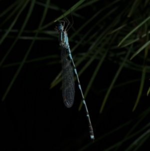 Austrolestes leda at WendyM's farm at Freshwater Ck. - 3 Dec 2022 09:25 PM